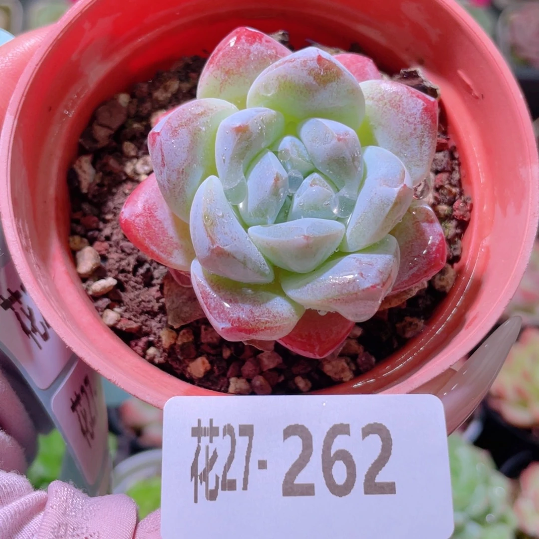 花利美27-262冰玉