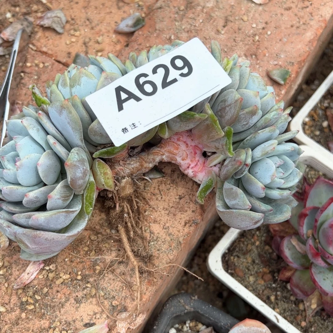 小**y629 多肉多肉多肉多肉多肉多肉
