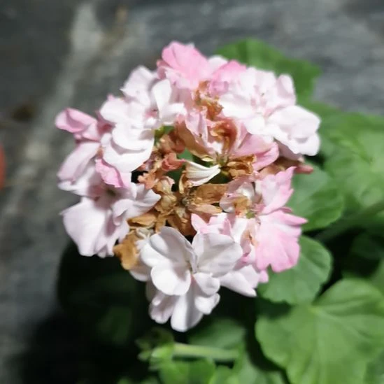 当前无花栽培后可以开花鸽子点