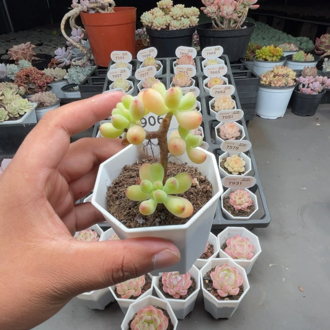 7906乙女心4.0厘米