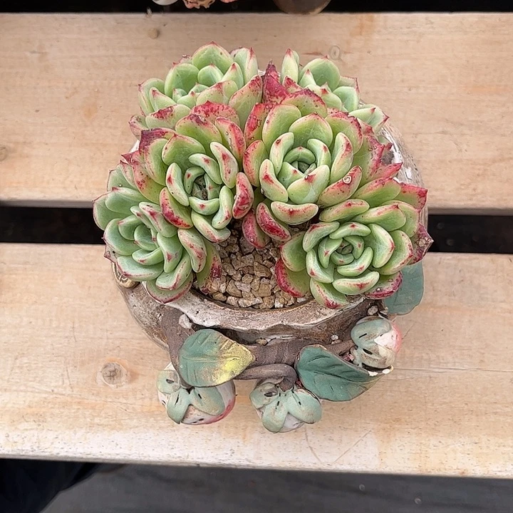 多肉植物一物一拍