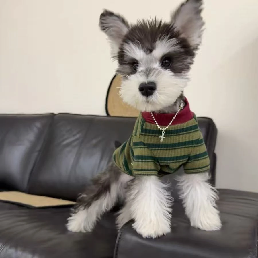 狗狗衣服春秋泰迪比熊小型犬华夫格马尔济斯雪纳瑞条纹卫衣防掉毛