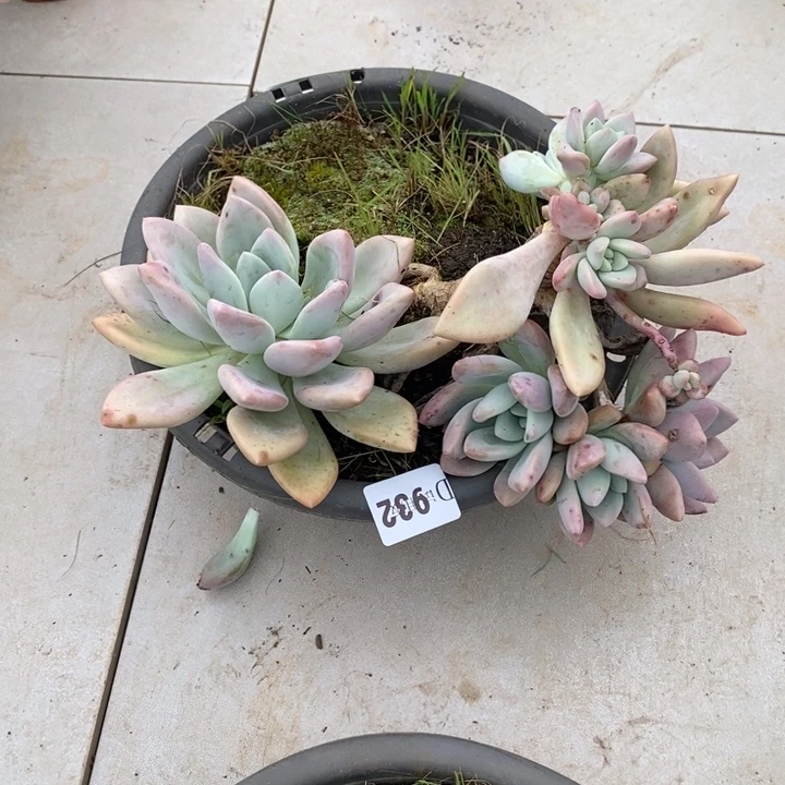 送***星932奥普多肉植物多肉