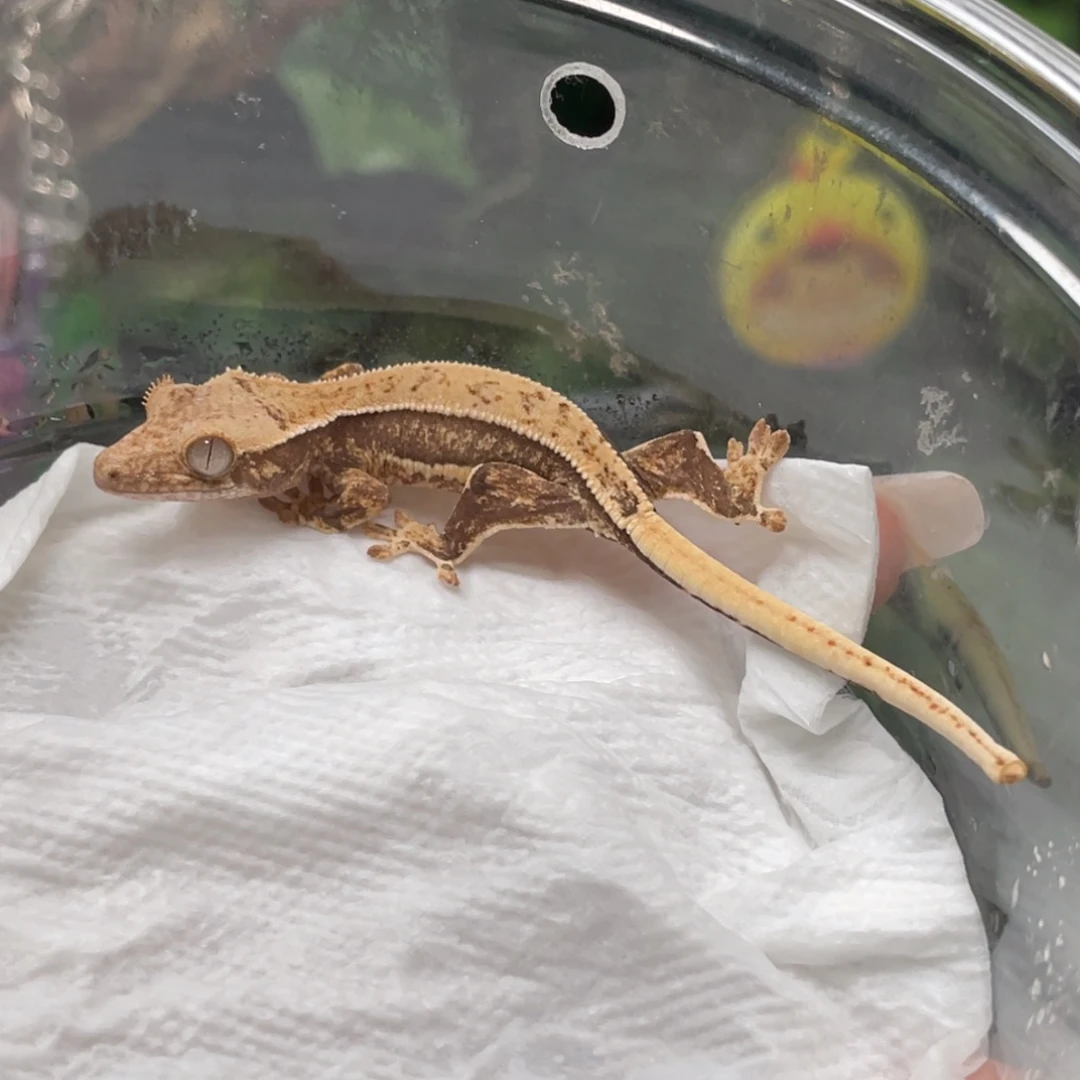 睫角守宫莉莉白苗子