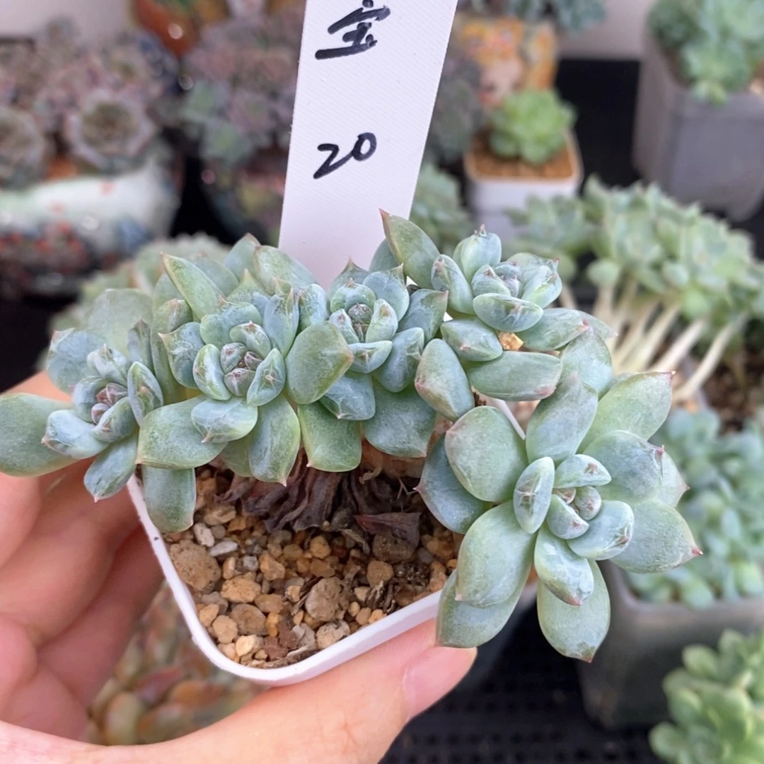 斐宝宝朵朵一颗糖心