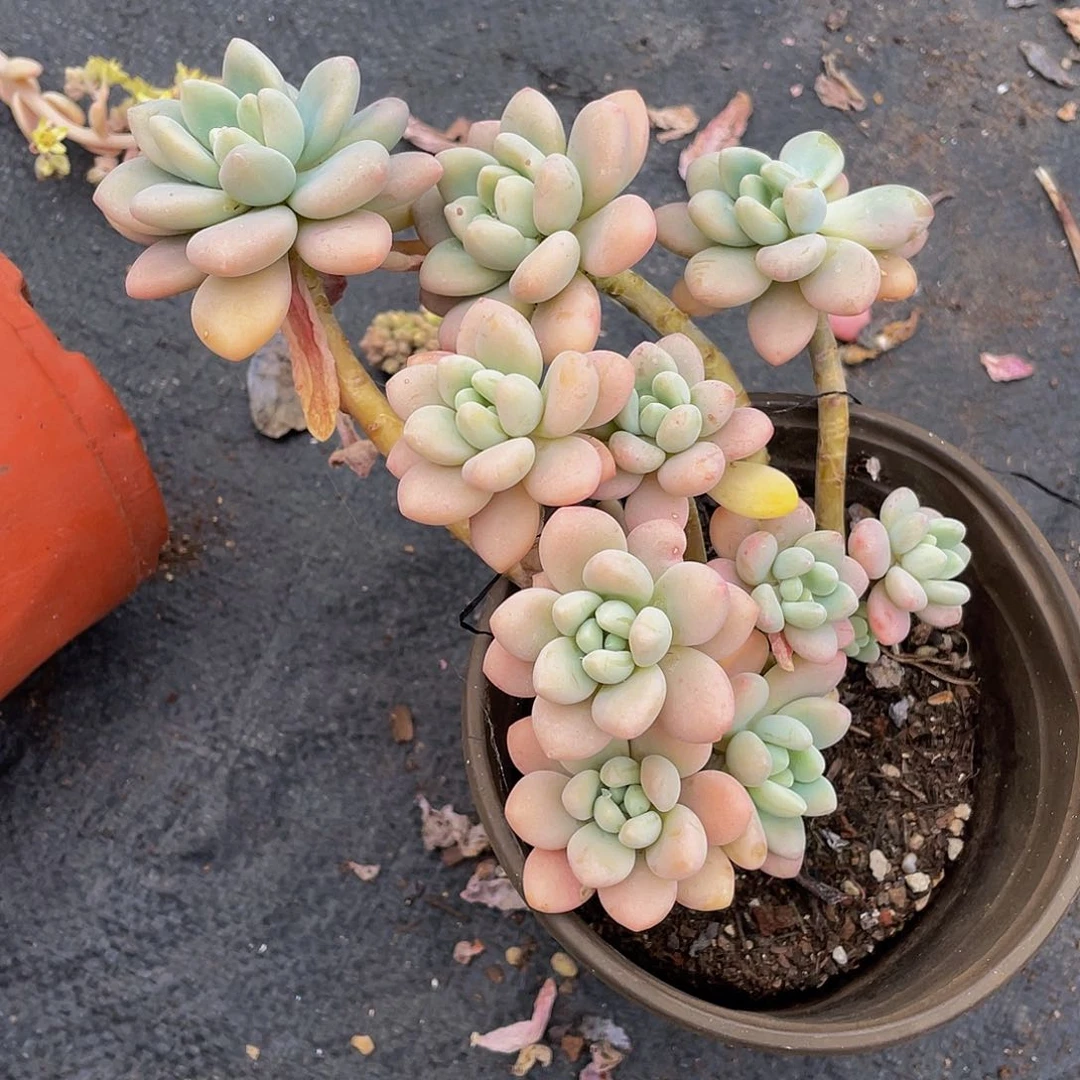 钟*洛神多肉植物群