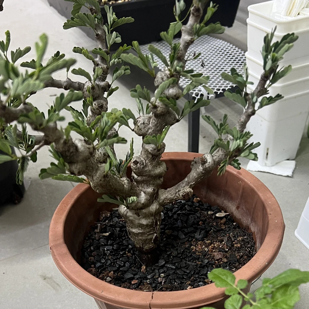 沙漠苏木加送一颗神圣乳香