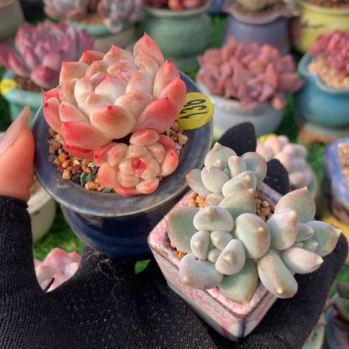 带盆  玉兔➕星空