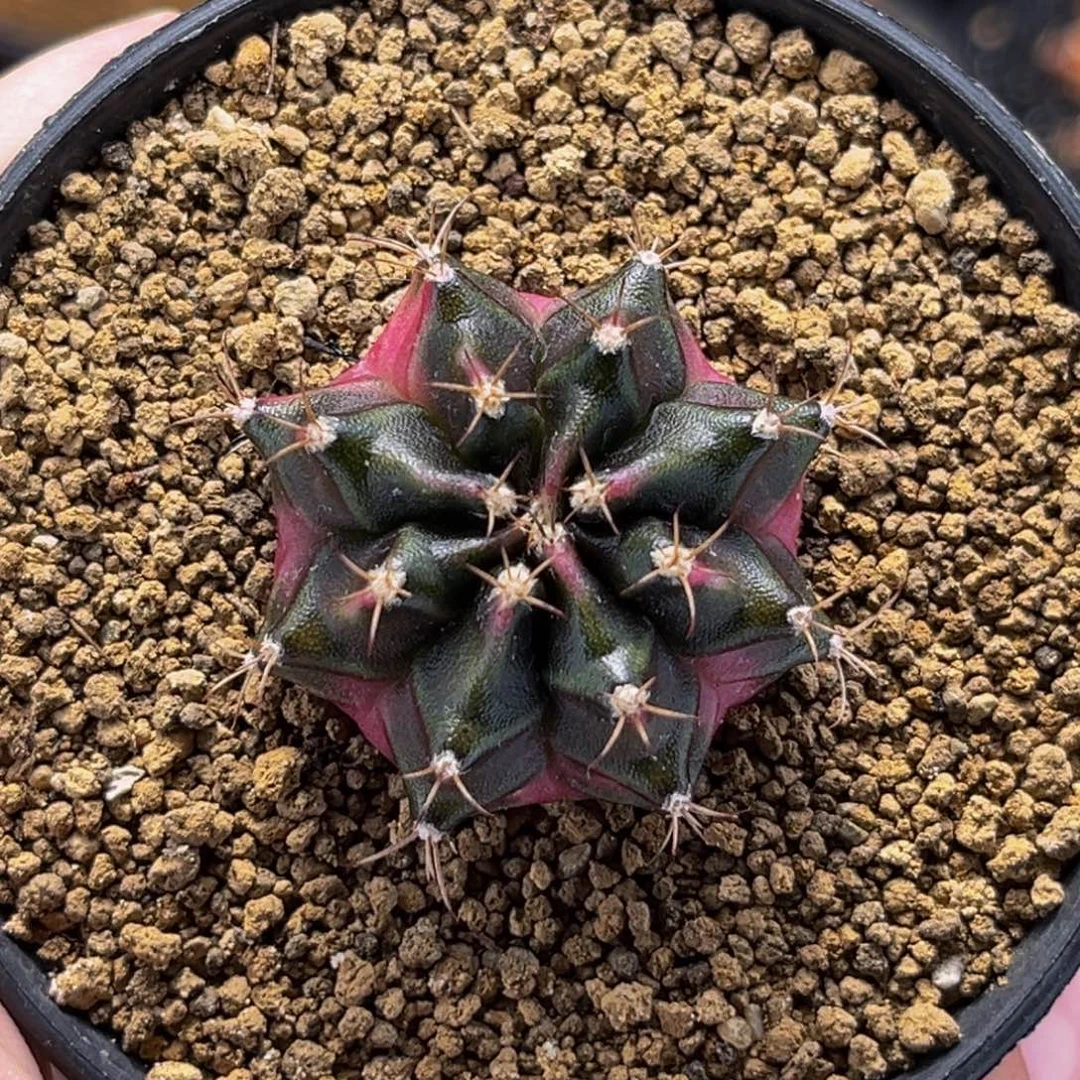 粉臀 米哈仙人球