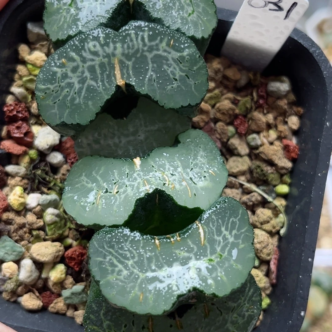 631海州玉扇哈哈哈哈哈哈