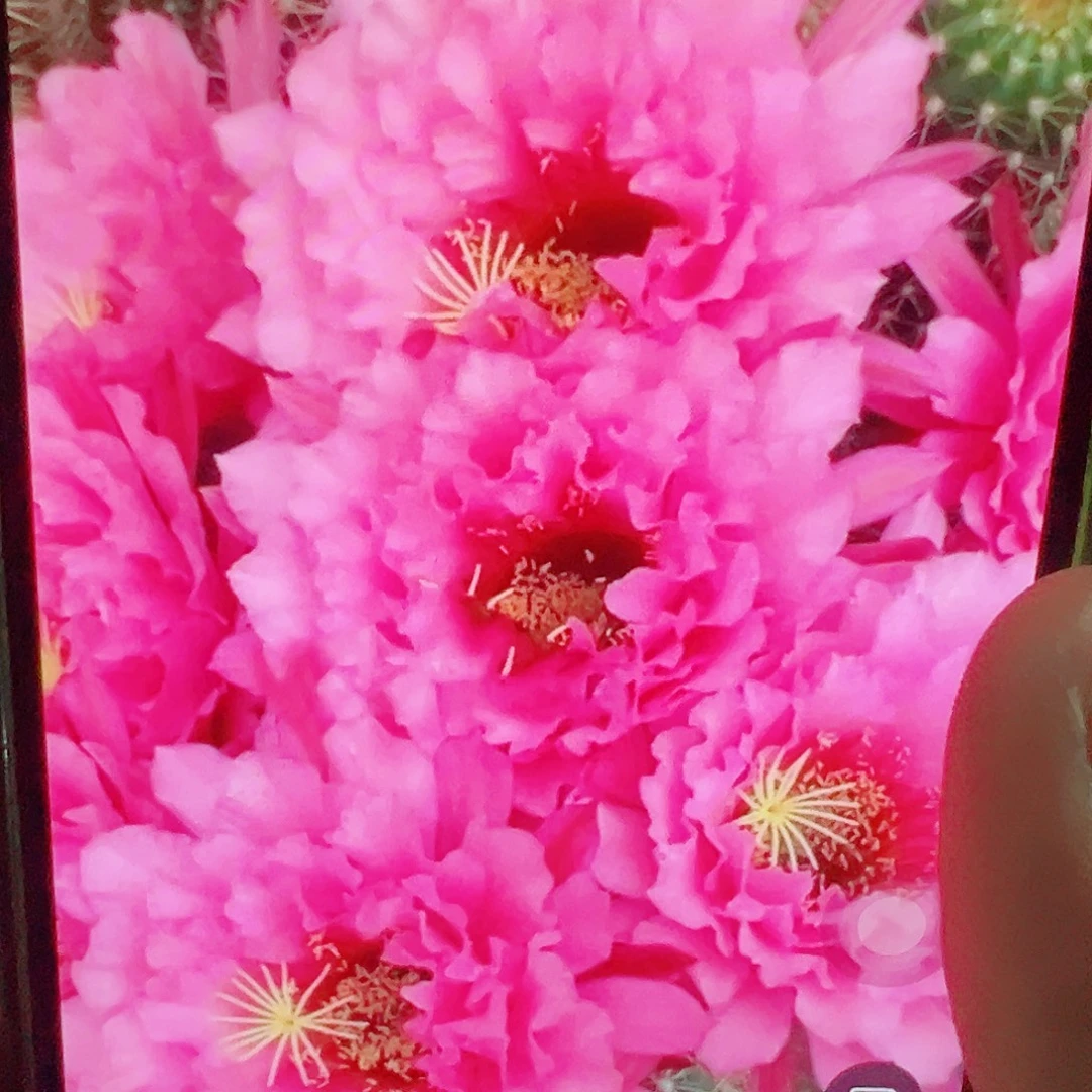 毛花柱 粉黛 侧芽 5厘米 满20包邮