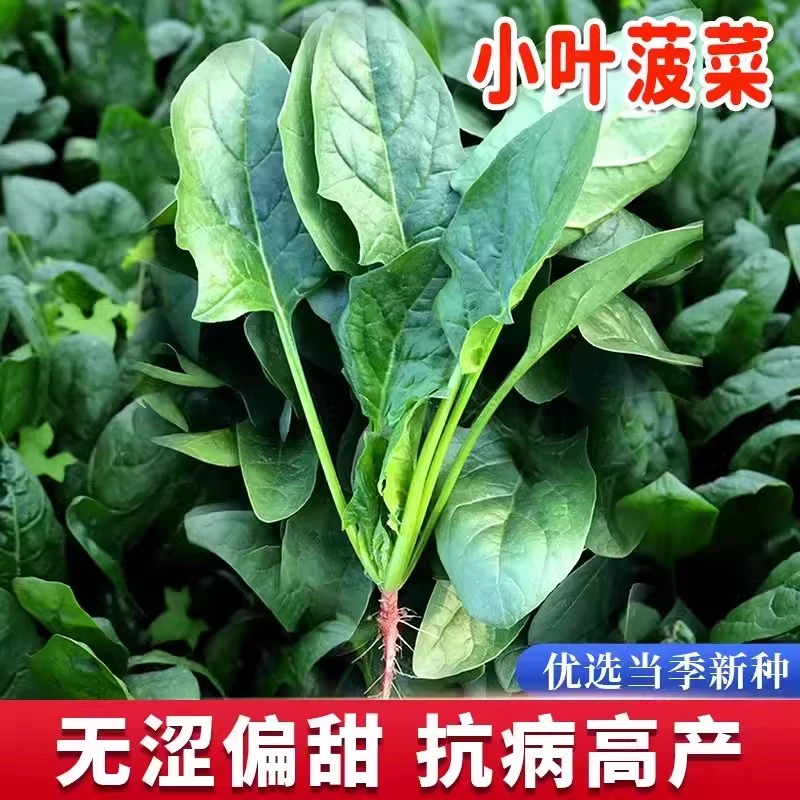 【全店满5包包邮】原生态小叶菠菜嫩香的四季小尖叶菠菜地道农家味