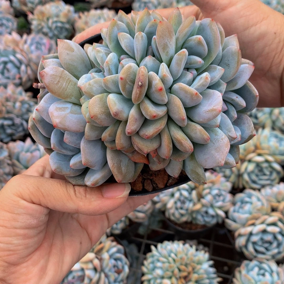 62311朵朵嗯嗯嗯好喜欢