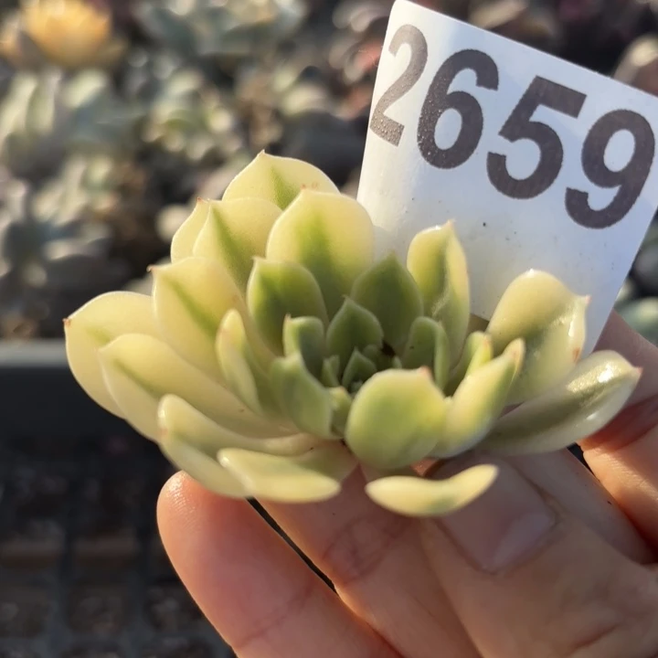 多肉植物无根满18包邮当场凑单
