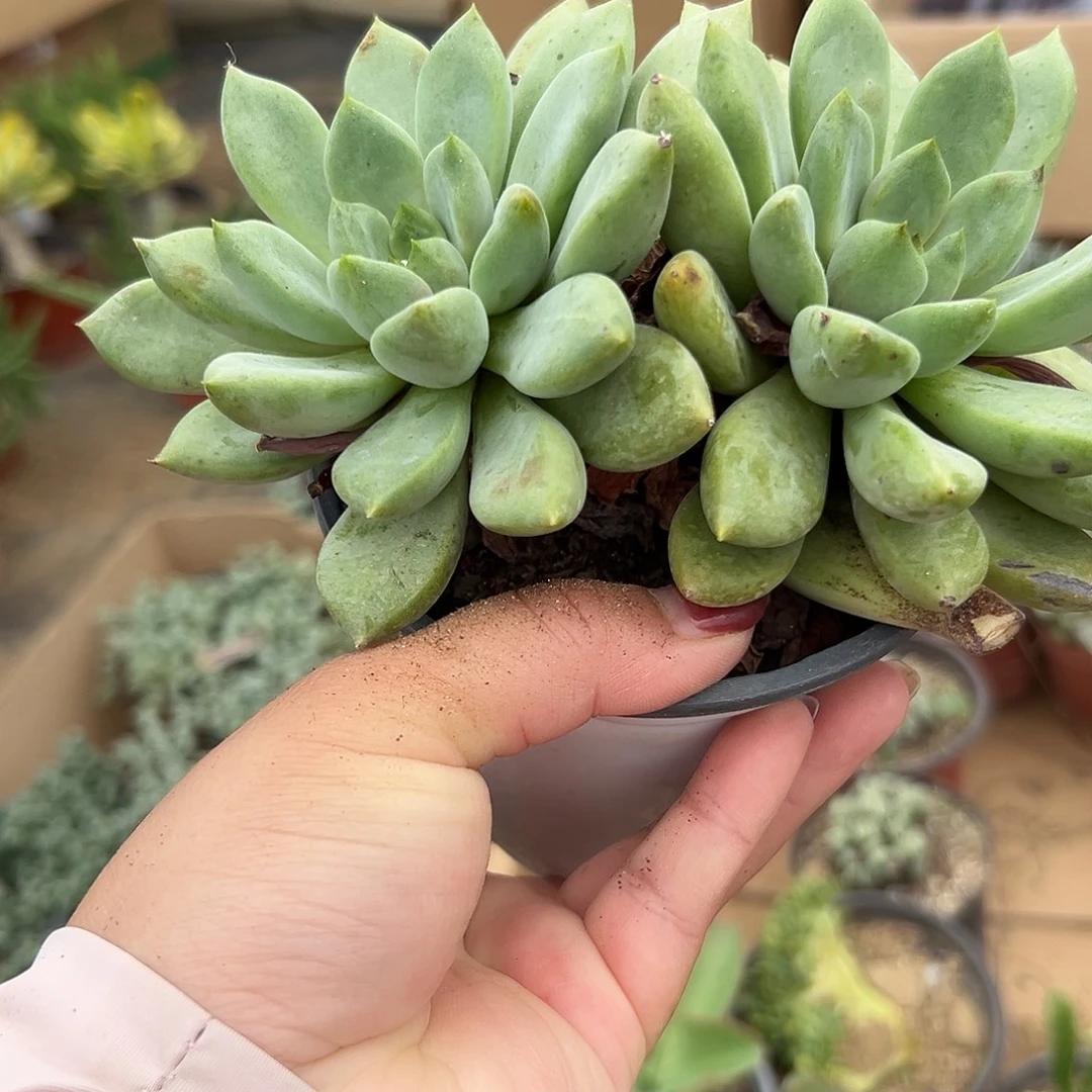 多肉植物多肉植物