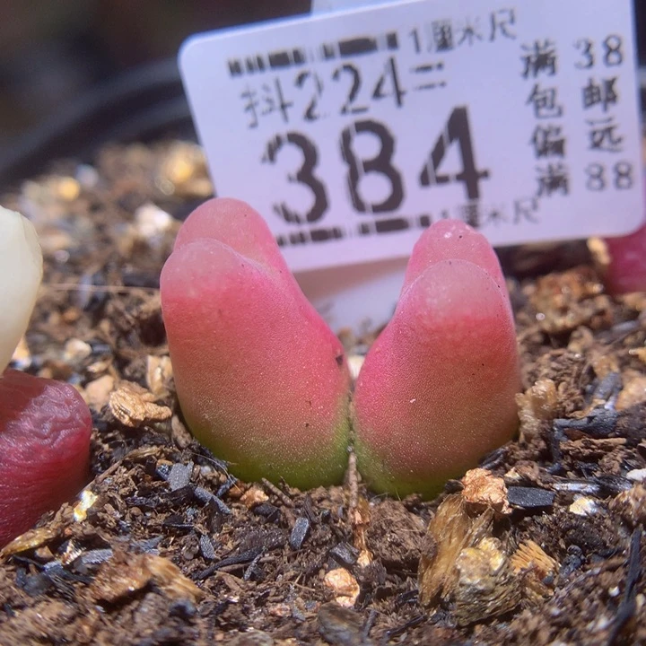 精品生石花224.384疤特