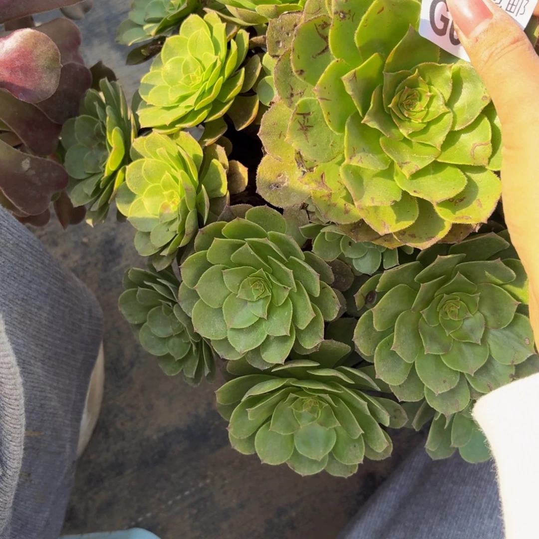 678多肉植物捧花的时候