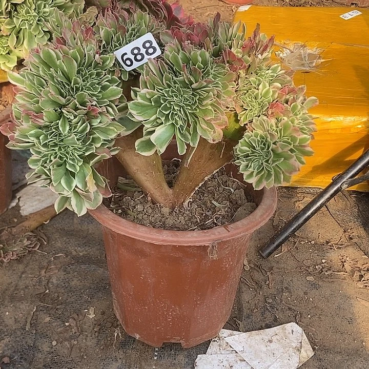 688白凤老庄缀化老板子法师