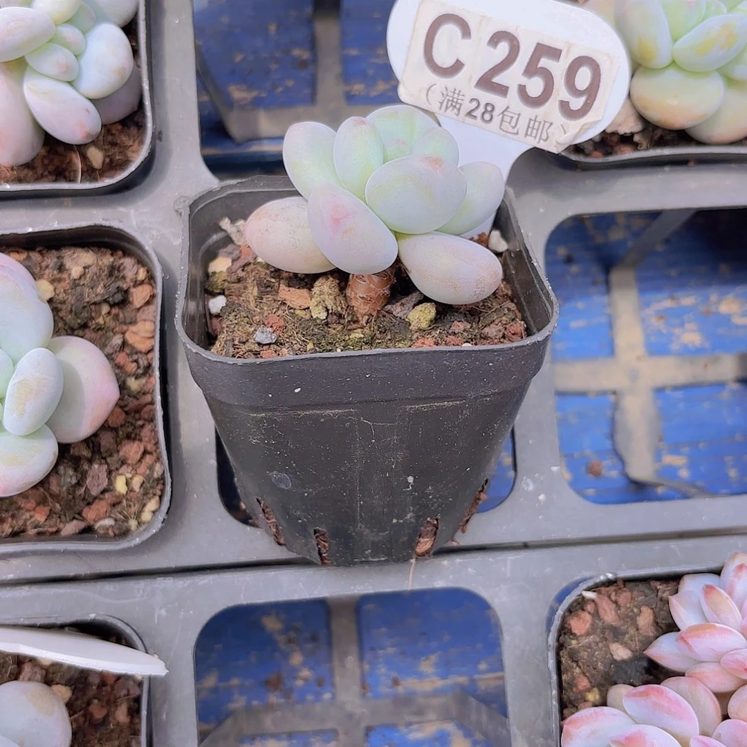 C259雪宝宝yi eu yi pai