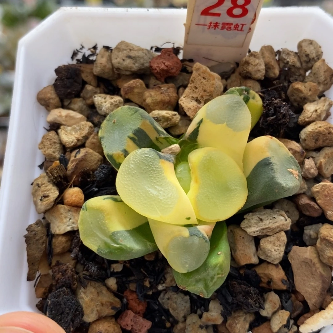 28空门万象多肉植物
