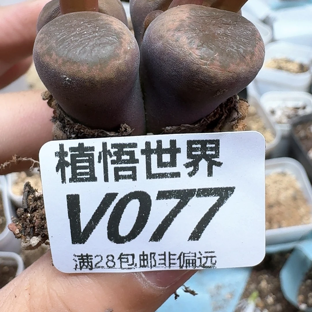 多肉植物的润泽efg