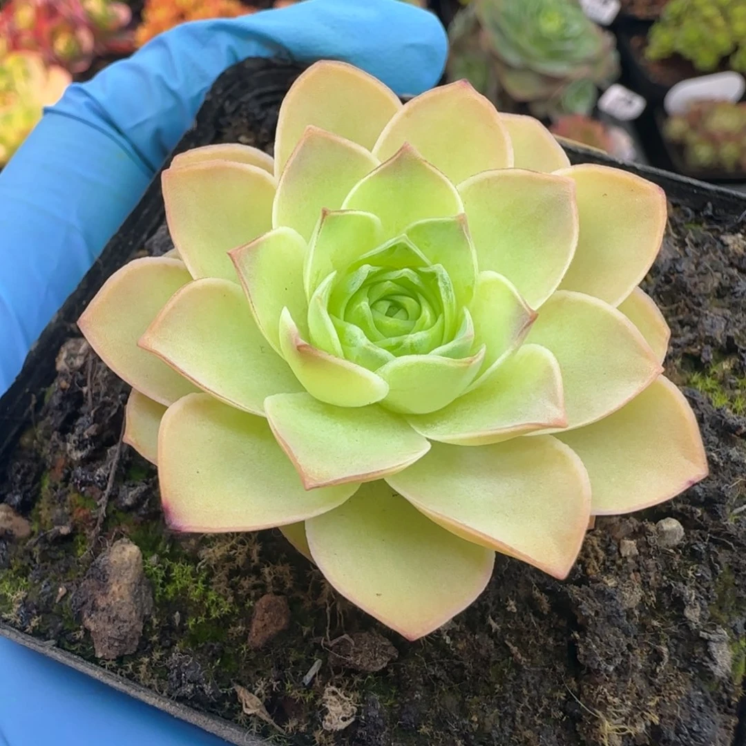 L733半城玫瑰黄帕初见不含盆土