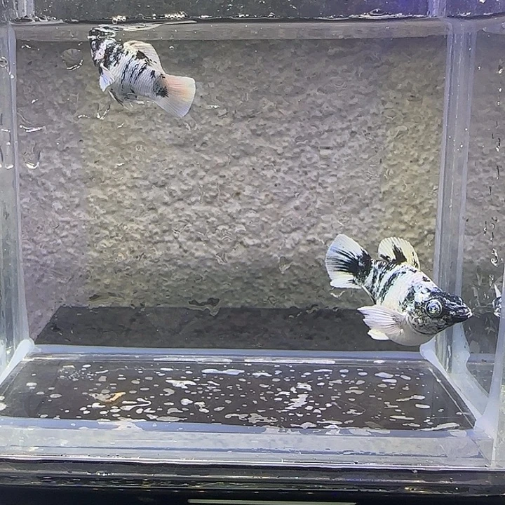 孔雀鱼水墨玛丽。23号。送2苗子