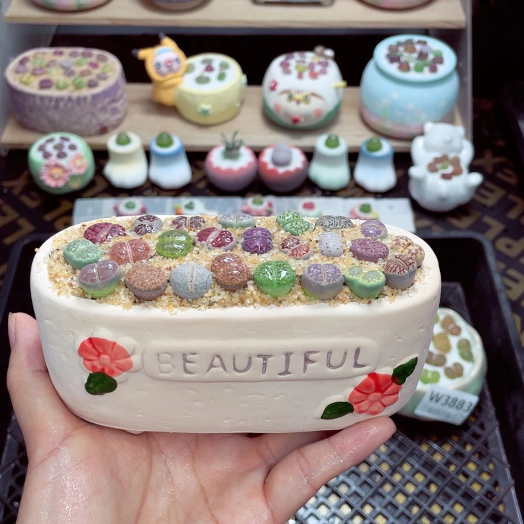 w3885 开播福利 带盆土发货一物一拍