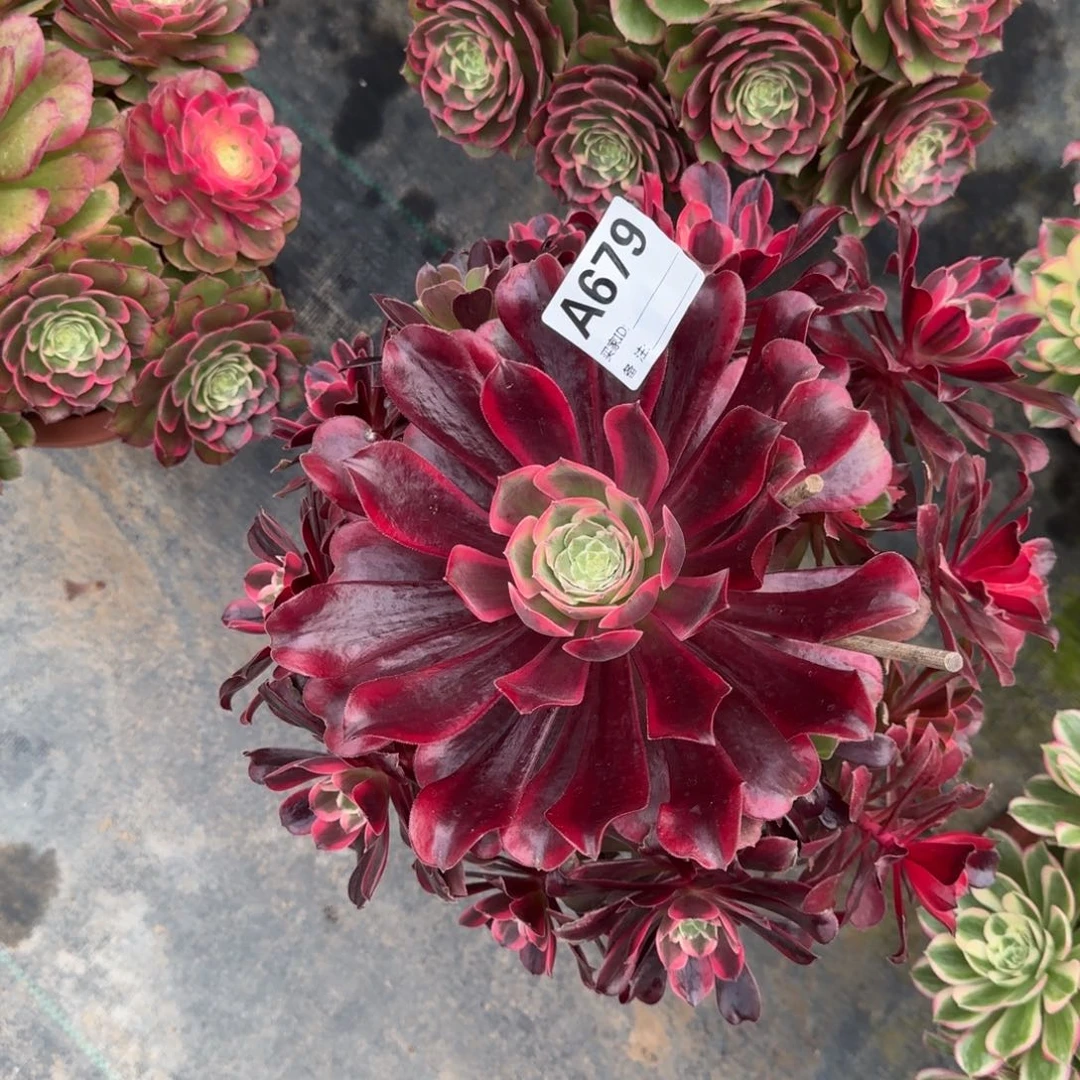 蒙娜丽莎多肉法师