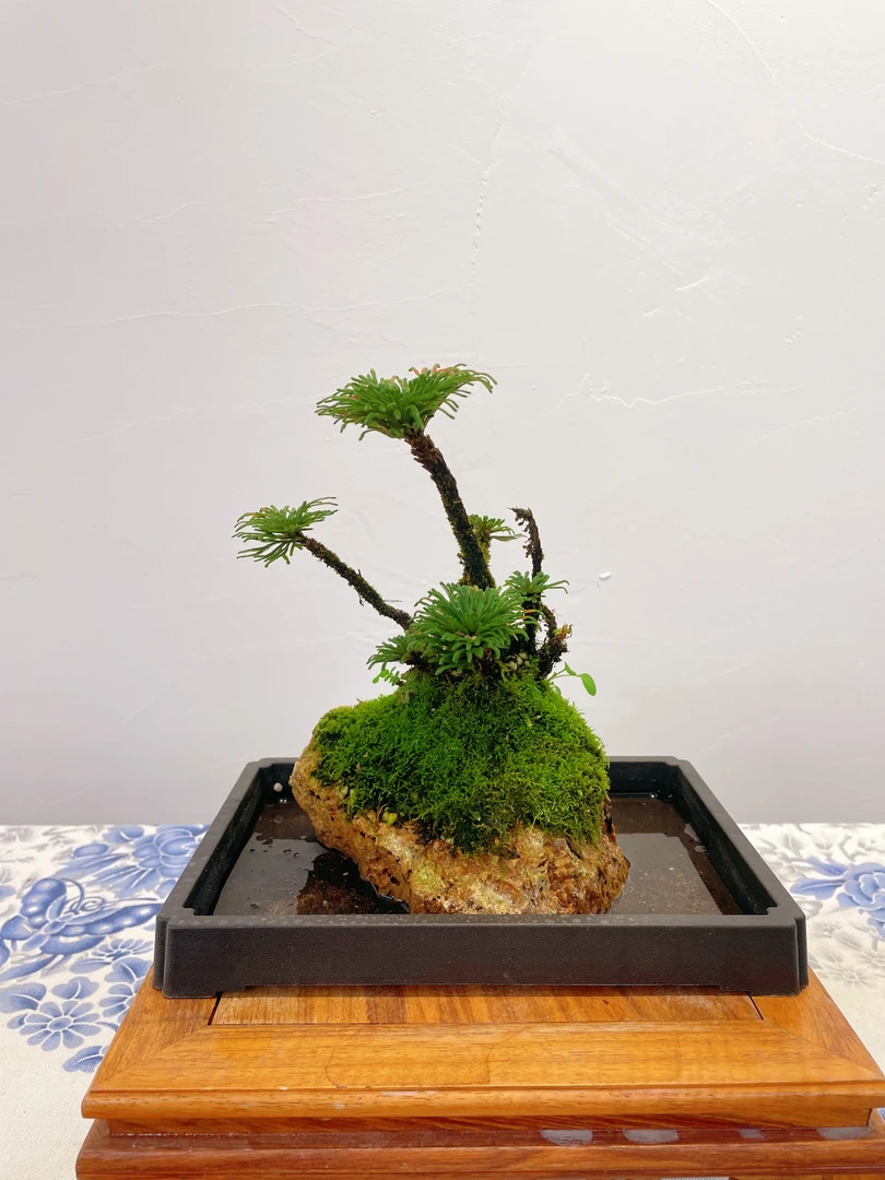 【吸水石】好养易活水培观赏盆景带托盘顺丰包邮