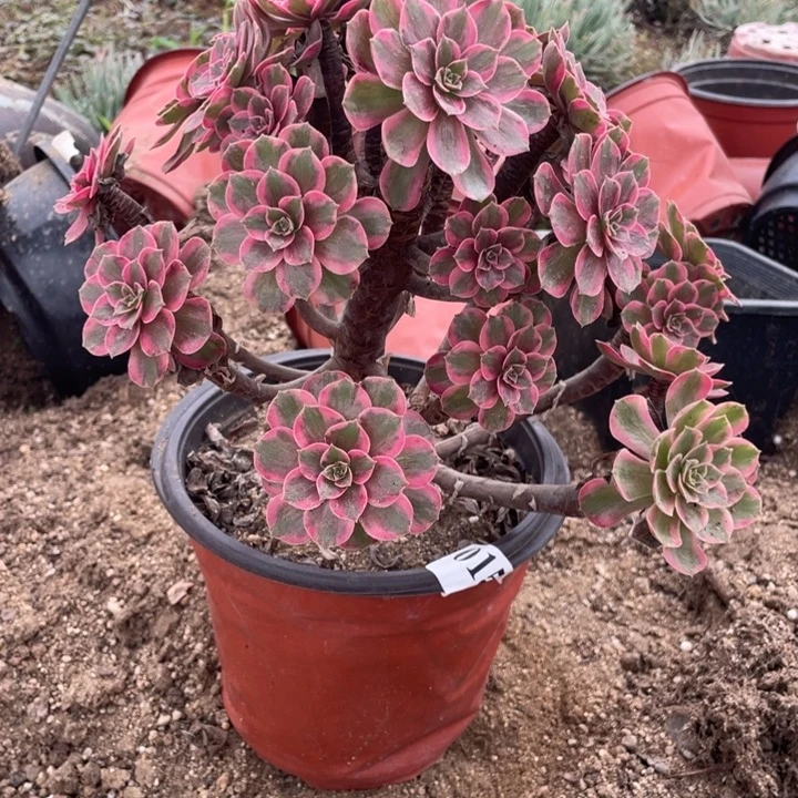 15号安娜多肉植物