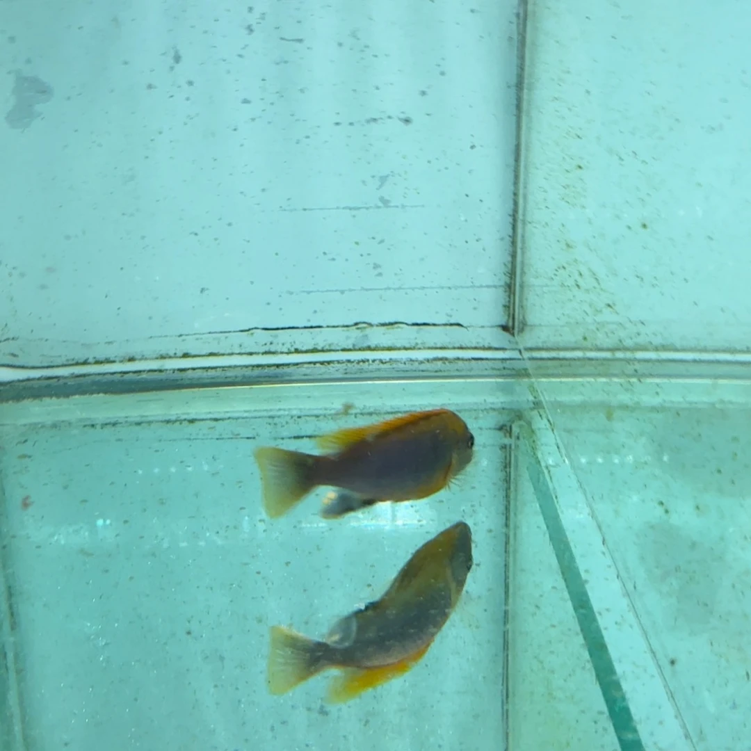 慈鲷过背鸿鸡1022。