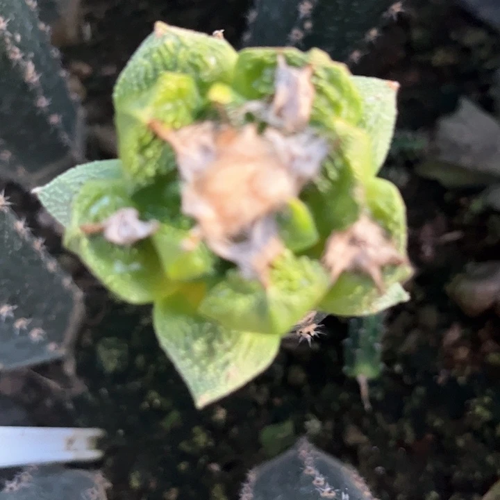 仙人球仙人球仙人球