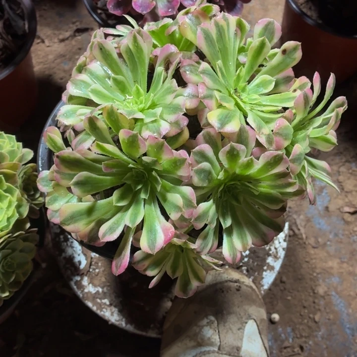 祝融一棵脱土发货