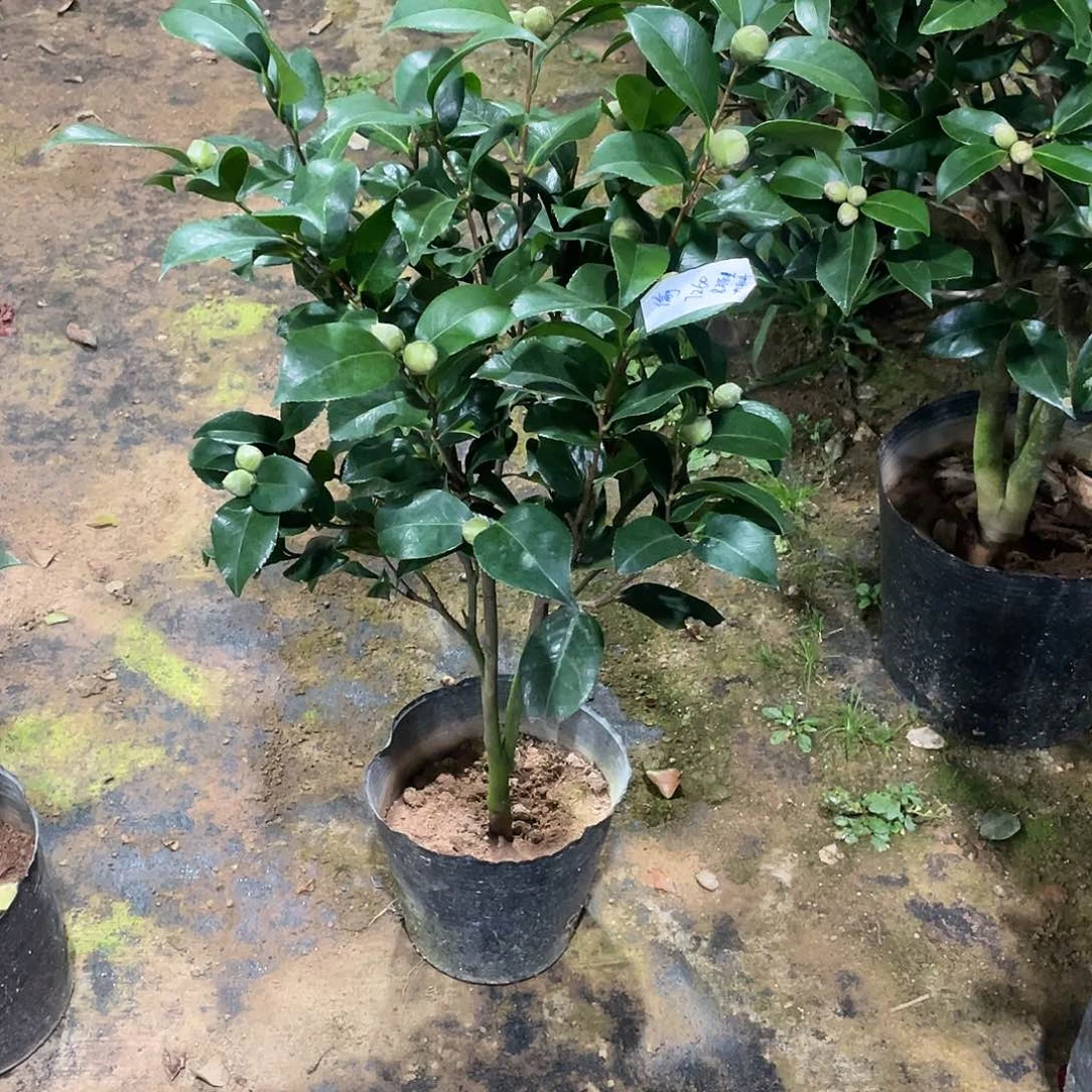 偷***人全部花朵克瑞墨大牡丹111