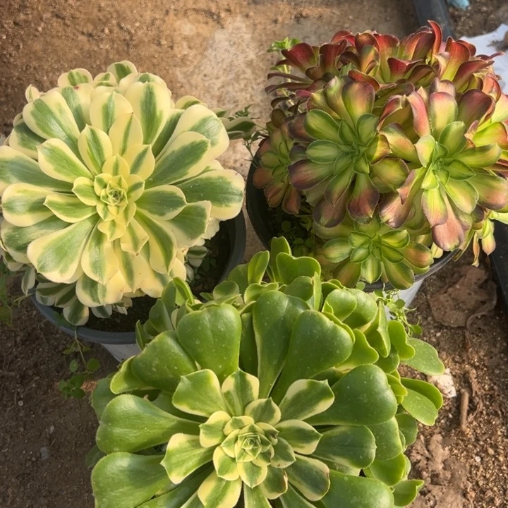 迈巴赫韶华辛尼亚三颗组量