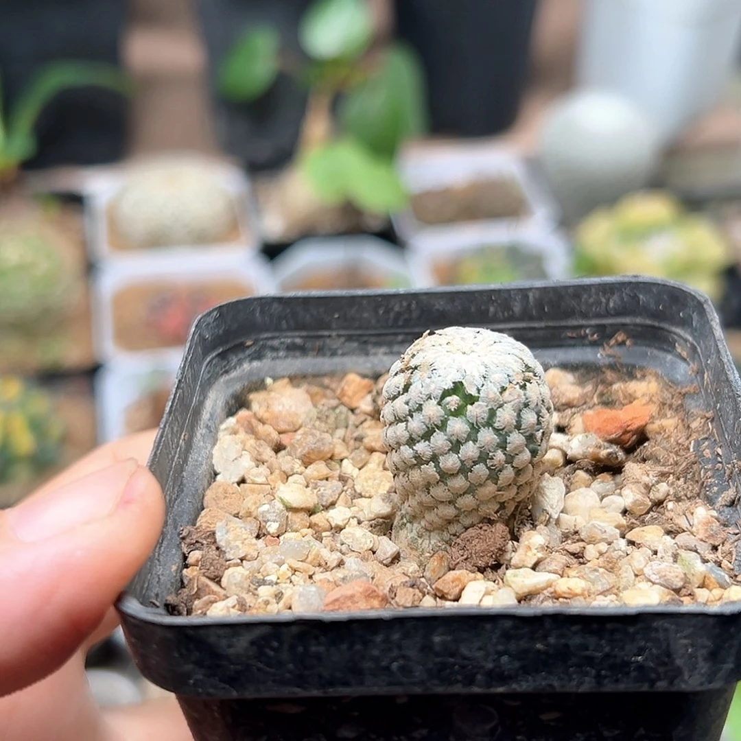 无花朵蔷薇丸实生球