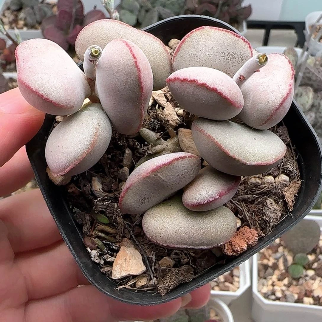 白肌红蛋多肉水泡植物