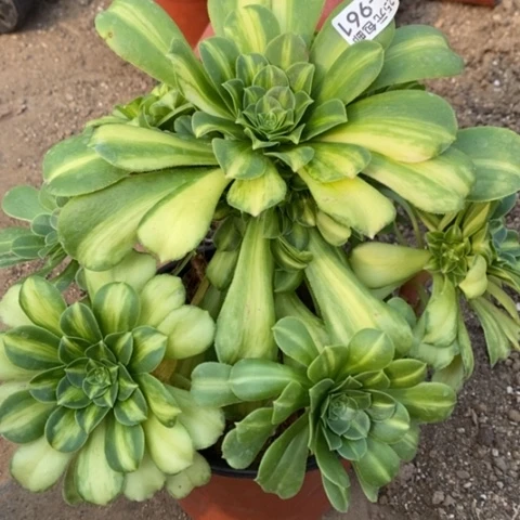 是****?961七彩琉璃满25包邮多肉