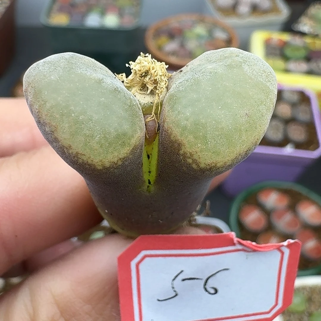 56多肉哈哈哈哈哈哈哈哈