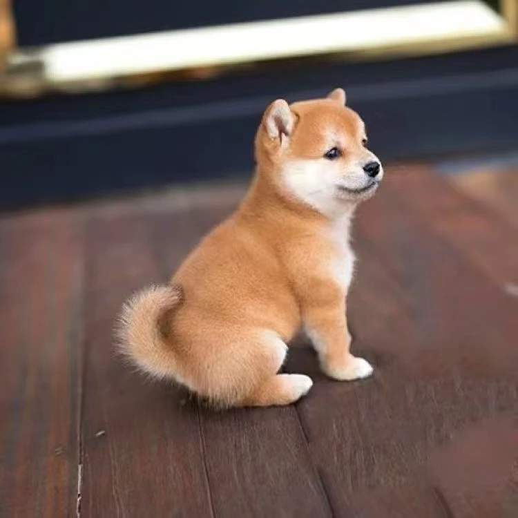 农户家中华田园犬直播一对一挑选确保货对版