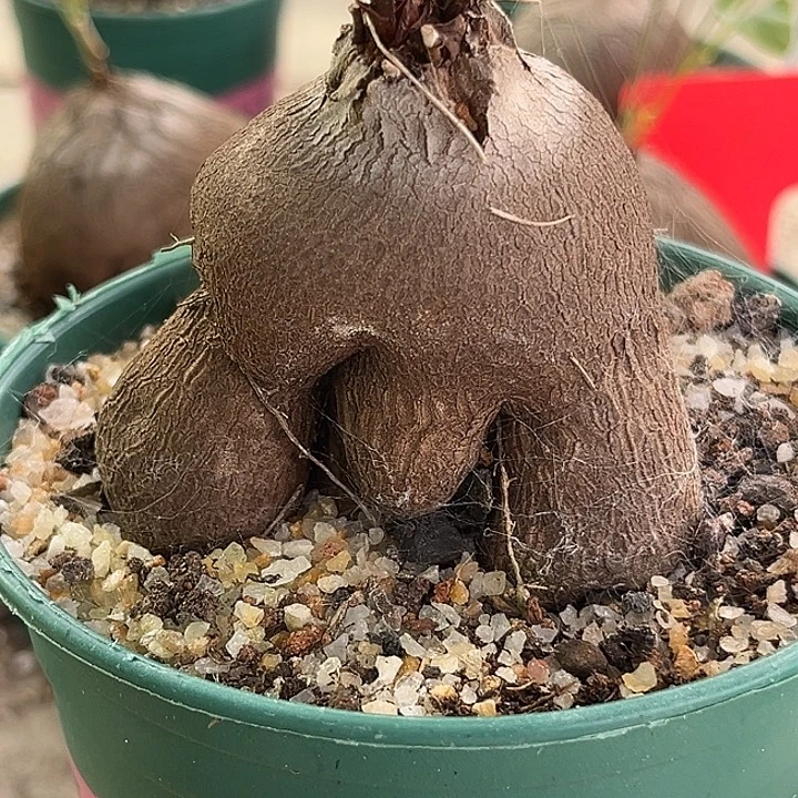 汤圆植物象足龟甲龙，福利漏