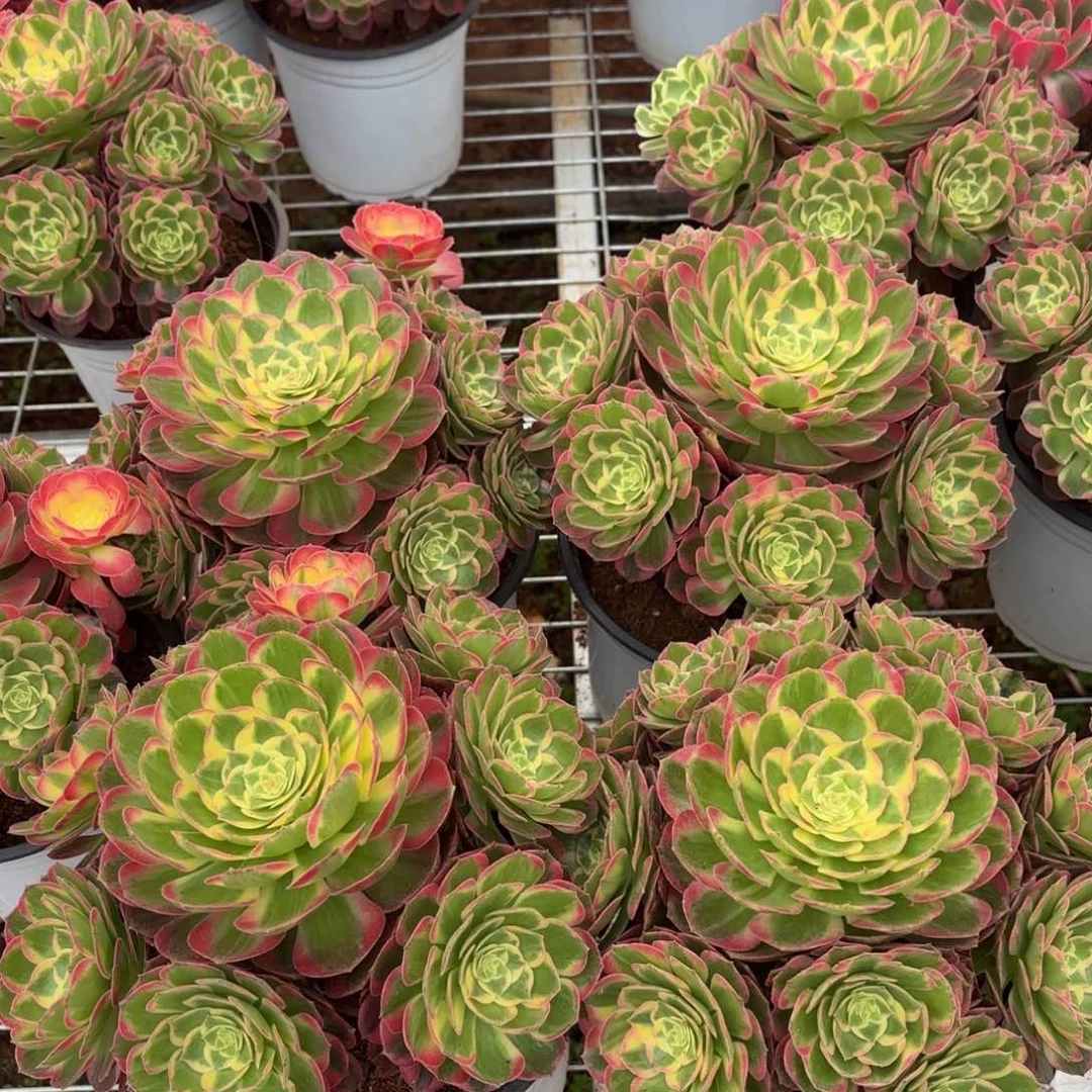 云南海仙好看量拍一个