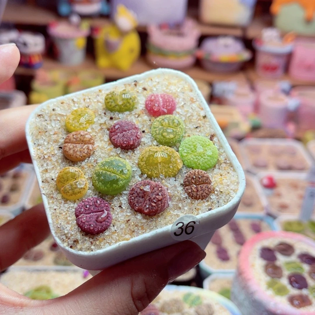 36号带盆包邮发货