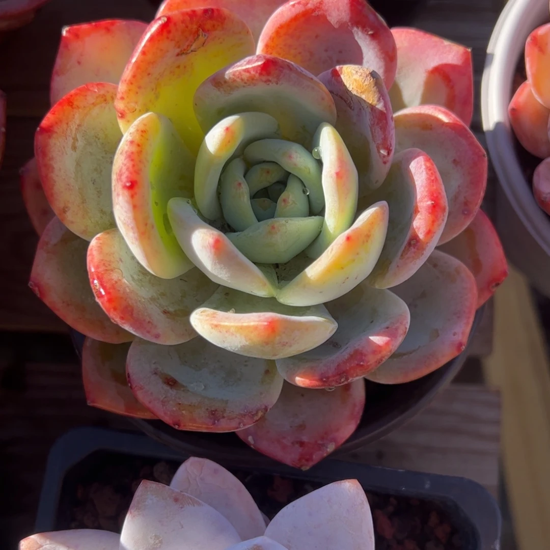 大单头凤橙多肉植物精品
