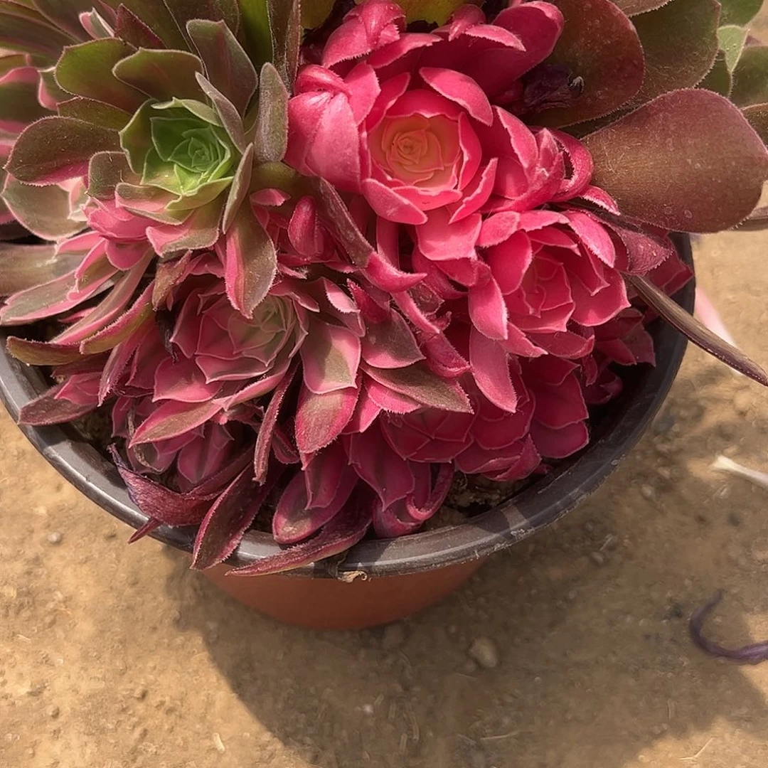 暖****海6.1-53男神阴阳多肉