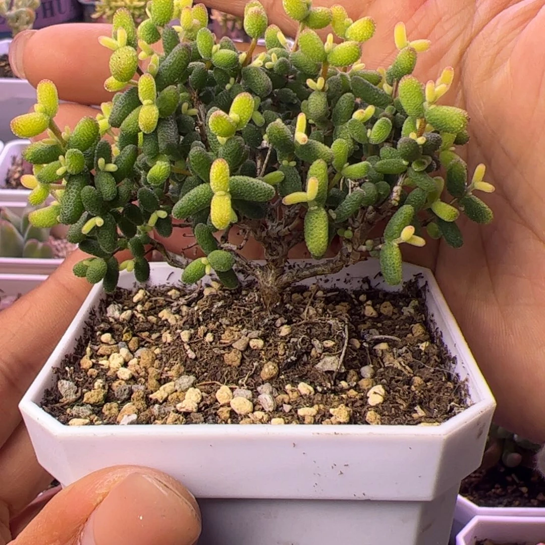 多肉植物枝干糖球黄锦