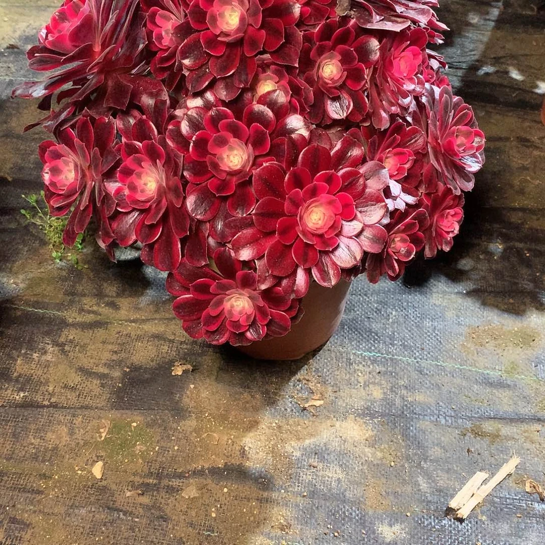 小*盖多肉多肉多肉多肉 66