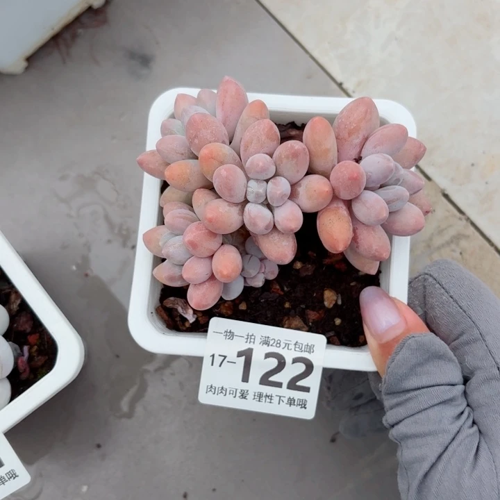 汤圆无盆土发货多肉多