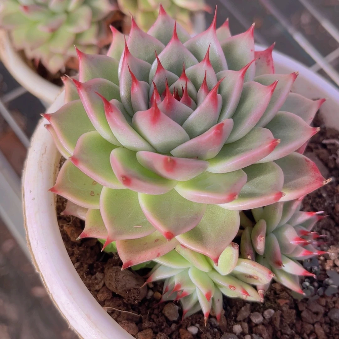 托斯卡10公分99999999